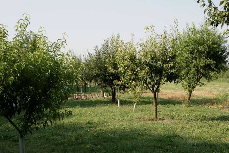 Relais Agrituristico Ormesani Villa San Liberale Esterno foto